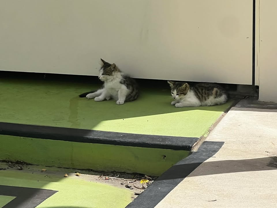 763565872230263_1381059113814266-1